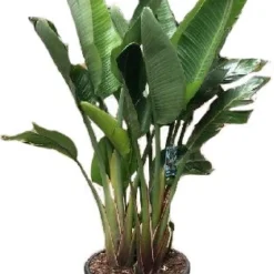 Paradijsvogelplant (Strelitzia Nicolai) D 55 H 175 Cm