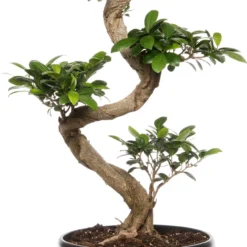 Chinese Vijg (Ficus Microcarpa ) D 27 H 140 Cm