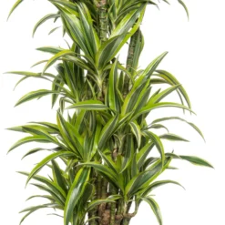 Drakenbloedboom (Dracaena Fragrans 'Lemon Lime' ) D 27 H 150 Cm