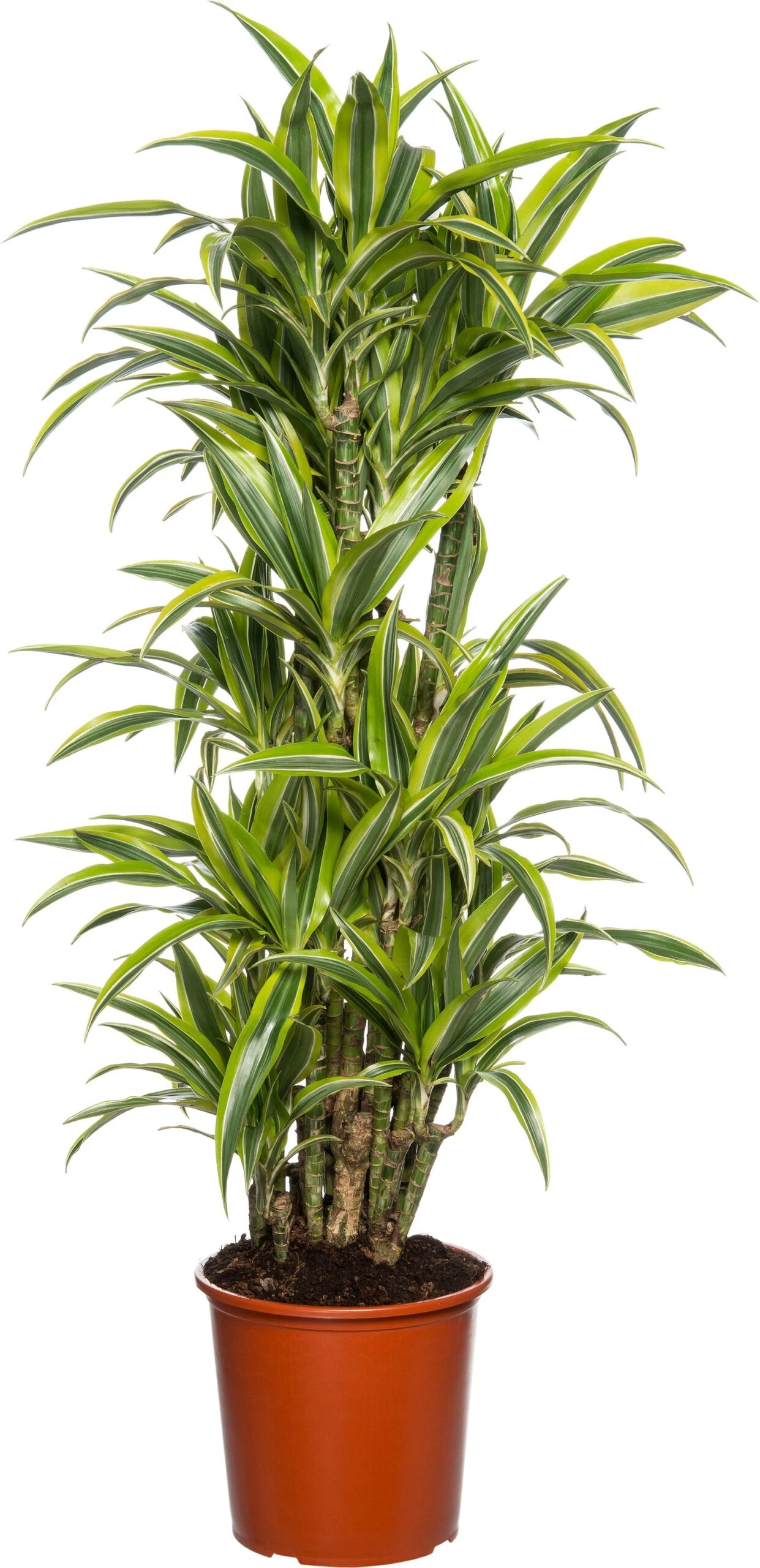 Drakenbloedboom (Dracaena Fragrans 'Lemon Lime' ) D 27 H 150 Cm 1 Drakenbloedboom (Dracaena Fragrans 'Lemon Lime' ) D 27 H 150 Cm