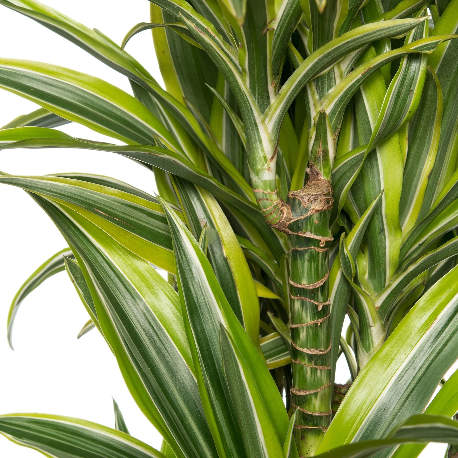 Drakenbloedboom (Dracaena Fragrans 'Lemon Lime' ) D 27 H 150 Cm 2 Drakenbloedboom (Dracaena Fragrans 'Lemon Lime' ) D 27 H 150 Cm - Afbeelding 2