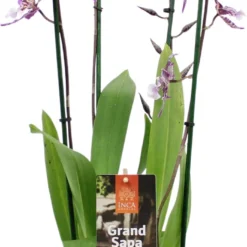 Cambria-orchidee (Cambria) D 17 H 75 Cm