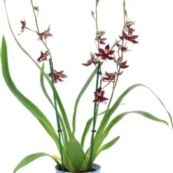 Cambria-orchidee (Cambria) D 17 H 75 Cm -Boom Hart Verkoopwinkel 8720196509478 3