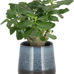 Woestijnroos (Adenium 'Ansu Baobab') D 12 H 15 Cm