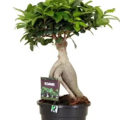 Chinese Vijg (Ficus Microcarpa 'Ginseng') D 17 H 40 Cm