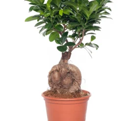 Chinese Vijg (Ficus Microcarpa 'Ginseng') D 15 H 32 Cm