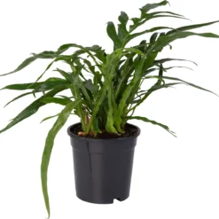 Slangenblad (Aglaomorpha Coronans) D 17 H 45 Cm