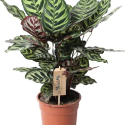 Calathea (Calathea Makoyana) D 17 H 45 Cm