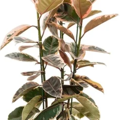 Rubberboom Op Stam (Ficus Elastica 'Belize') D 30 H 110 Cm