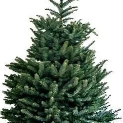Zilverspar (Abies 'Fraseri') D 26 H 80 Cm
