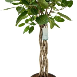 Banyanvijg Op Gevlochten Stam (Ficus Benghalensis 'Audrey') D 31 H 140 Cm