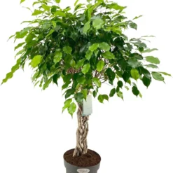Treurvijg Op Gevlochten Stam (Ficus Benjamina) D 27 H 110 Cm