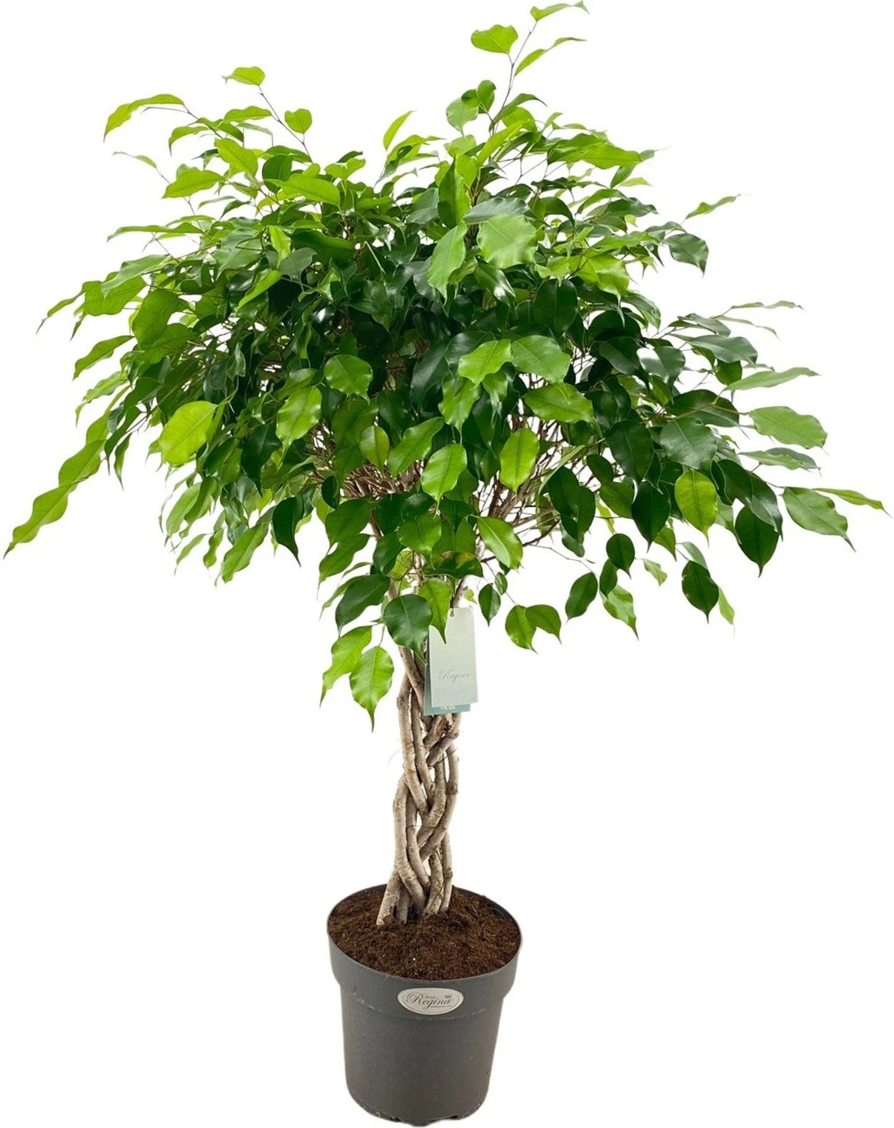 Treurvijg Op Gevlochten Stam (Ficus Benjamina) D 27 H 110 Cm 1 Treurvijg Op Gevlochten Stam (Ficus Benjamina) D 27 H 110 Cm
