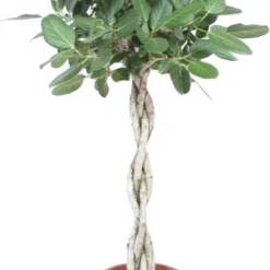 Banyanvijg Op Gevlochten Stam (Ficus Benghalensis 'Audrey') D 40 H 170 Cm