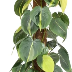 Philodendron Op Mosstok (Philodendron Scandens 'Brasil') D 27 H 150 Cm