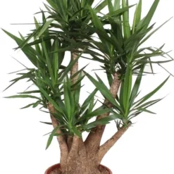 Yucca (Yucca Elephantipes) D 45 H 170 Cm