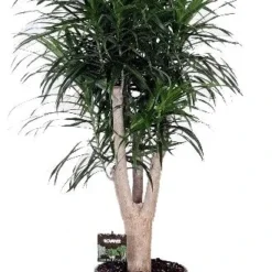 Drakenbloedboom Vertakt (Dracaena Reflexa 'Anita') D 24 H 100 Cm