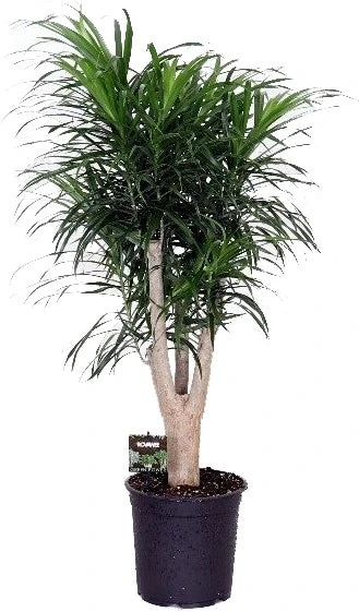 Drakenbloedboom Vertakt (Dracaena Reflexa 'Anita') D 24 H 100 Cm 1 Drakenbloedboom Vertakt (Dracaena Reflexa 'Anita') D 24 H 100 Cm