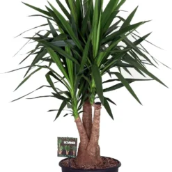 Yucca (Yucca Elephantipes) D 35 H 140 Cm