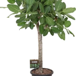 Banyanvijg Op Stam (Ficus Benghalensis 'Audrey') D 32 H 140 Cm