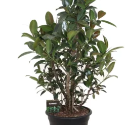 Rubberboom (Ficus Elastica 'Melany') D 40 H 130 Cm