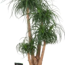 Olifantenpoot (Beaucarnea Recurvata) D 50 H 150 Cm