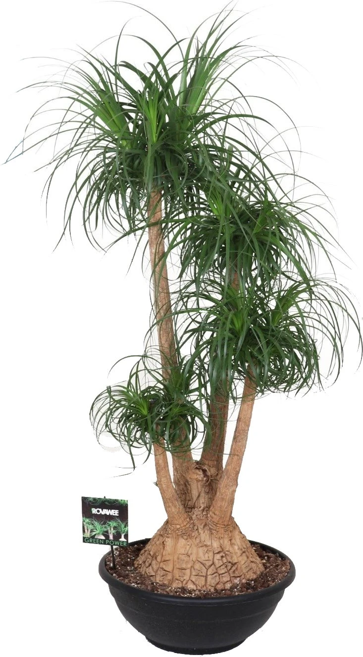 Olifantenpoot (Beaucarnea Recurvata) D 50 H 150 Cm 1 Olifantenpoot (Beaucarnea Recurvata) D 50 H 150 Cm