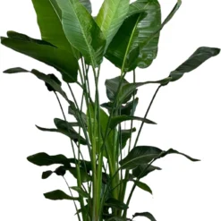 Paradijsvogelplant XXL (Strelitzia Nicolai) D 40 H 190 Cm