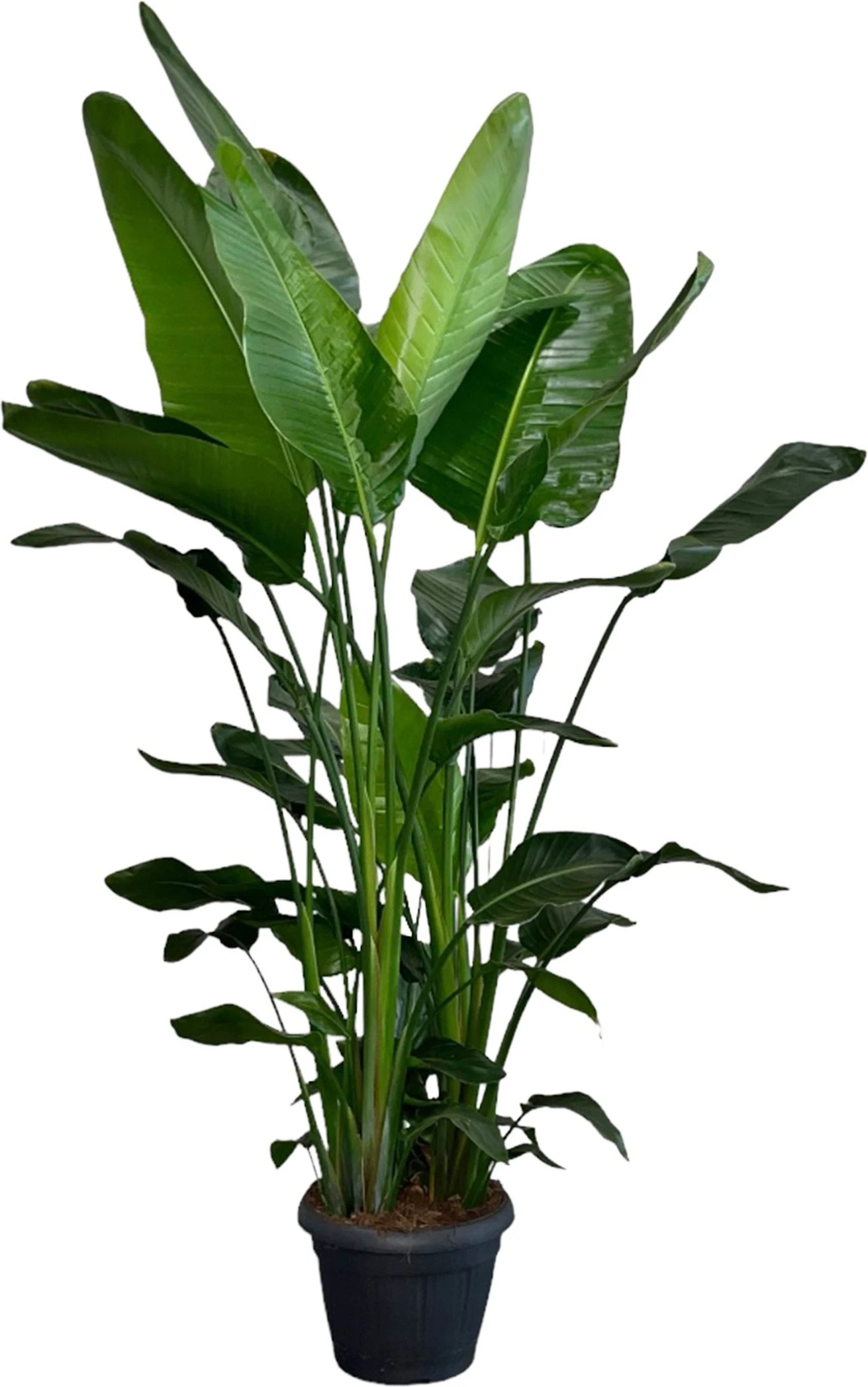 Paradijsvogelplant XXL (Strelitzia Nicolai) D 40 H 190 Cm