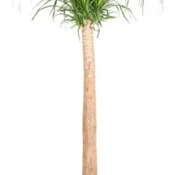 Olifantenpoot (Beaucarnea Recurvata) D 38 H 170 Cm