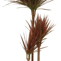 Drakenbloedboom (Dracaena Marginata 'Colorama') D 21 H 110 Cm
