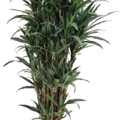 Drakenbloedboom (Dracaena Fragrans 'Warneckei') D 35 H 170 Cm