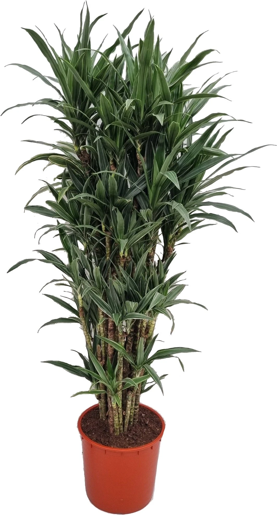 Drakenbloedboom (Dracaena Fragrans 'Warneckei') D 35 H 170 Cm 1 Drakenbloedboom (Dracaena Fragrans 'Warneckei') D 35 H 170 Cm