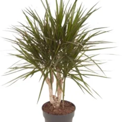 Drakenbloedboom (Dracaena Marginata) D 21 H 80 Cm