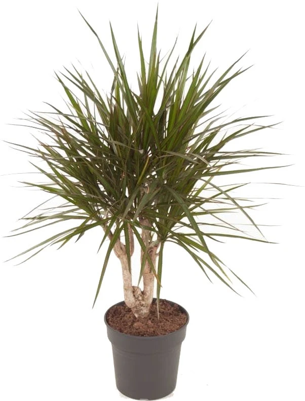 Drakenbloedboom (Dracaena Marginata) D 21 H 80 Cm 1 Drakenbloedboom (Dracaena Marginata) D 21 H 80 Cm