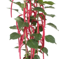 Kattenstaart (Acalypha Hispida) D 30 H 180 Cm