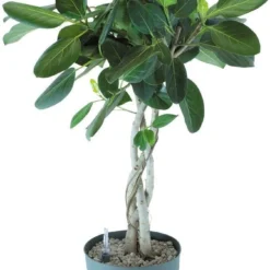 Banyanvijg Op Gevlochten Stam (Ficus Benghalensis 'Audrey') D 27 H 110 Cm