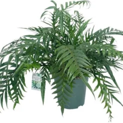 Slangenblad (Aglaomorpha Coronans 'Jim') D 30 H 80 Cm