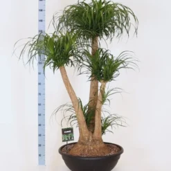 Olifantenpoot (Beaucarnea Recurvata) D 60 H 170 Cm