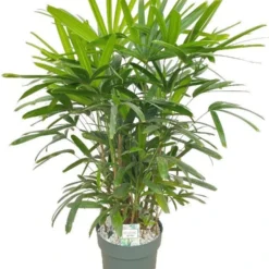Bamboepalm (Rhapis Excelsa) D 30 H 110 Cm
