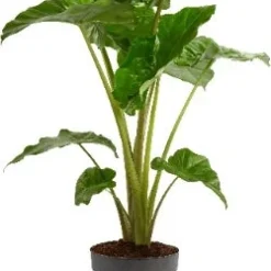 Olifantsoor (Alocasia Portadora) D 24 H 110 Cm