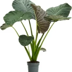 Olifantsoor (Alocasia 'Regal Shields') D 32 H 140 Cm
