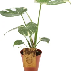Bonte Gatenplant (Monstera Deliciosa 'Thai Constellation') D 15 H 50 Cm