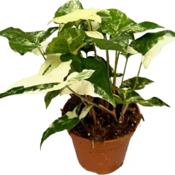 Syngonium (Syngonium Albo 'Variegata') D 14 H 20 Cm