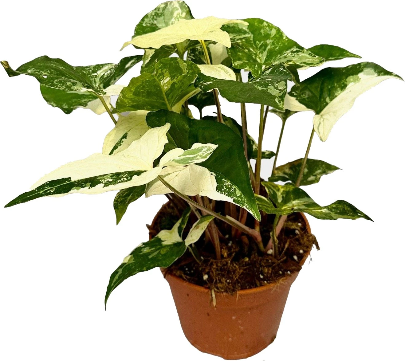 Syngonium (Syngonium Albo 'Variegata') D 14 H 20 Cm 1 Syngonium (Syngonium Albo 'Variegata') D 14 H 20 Cm
