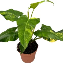 Philodendron (Philodendron Domesticum 'Variegata') D 17 H 50 Cm