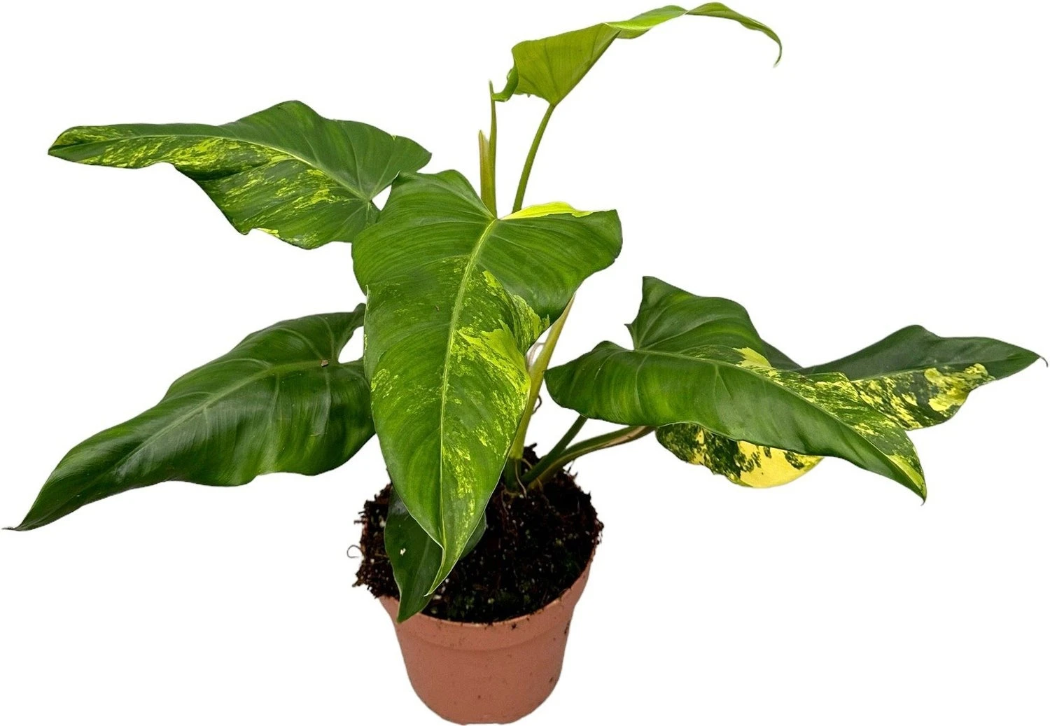 Philodendron (Philodendron Domesticum 'Variegata') D 17 H 50 Cm 1 Philodendron (Philodendron Domesticum 'Variegata') D 17 H 50 Cm