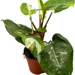 Philodendron (Philodendron 'White Princess') D 17 H 30 Cm