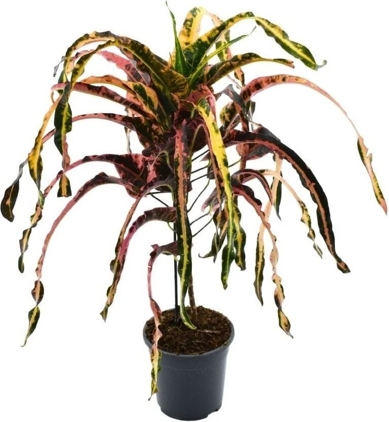 Croton (Codiaeum Variegatum 'Dreadlock') D 19 H 85 Cm 1 Croton (Codiaeum Variegatum 'Dreadlock') D 19 H 85 Cm