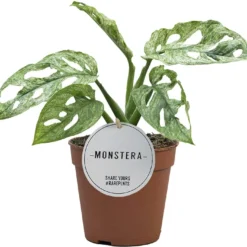 Gatenplant (Monstera Adansonii 'Mint') D 12 H 25 Cm